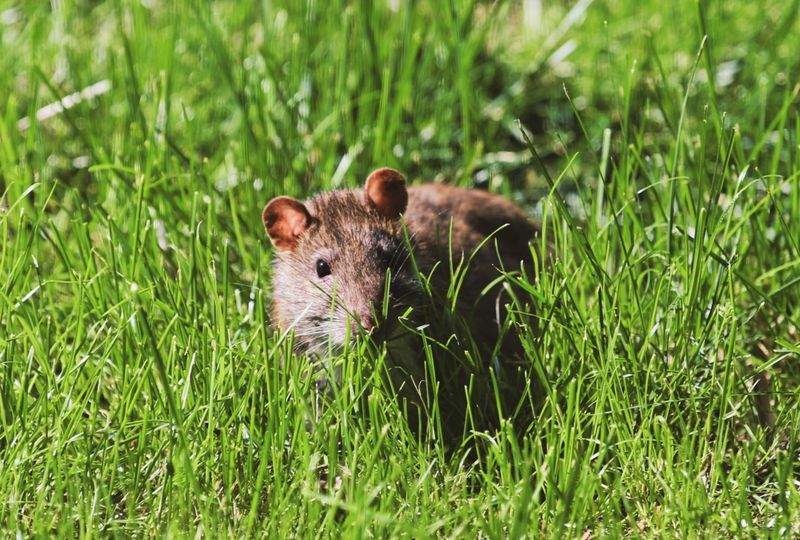 春先に増えるネズミ被害、今からできる対策とは